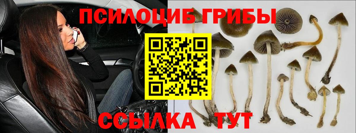 Пугачёв  Галлюциногенные грибы Magic Shrooms  Вход с VPN 